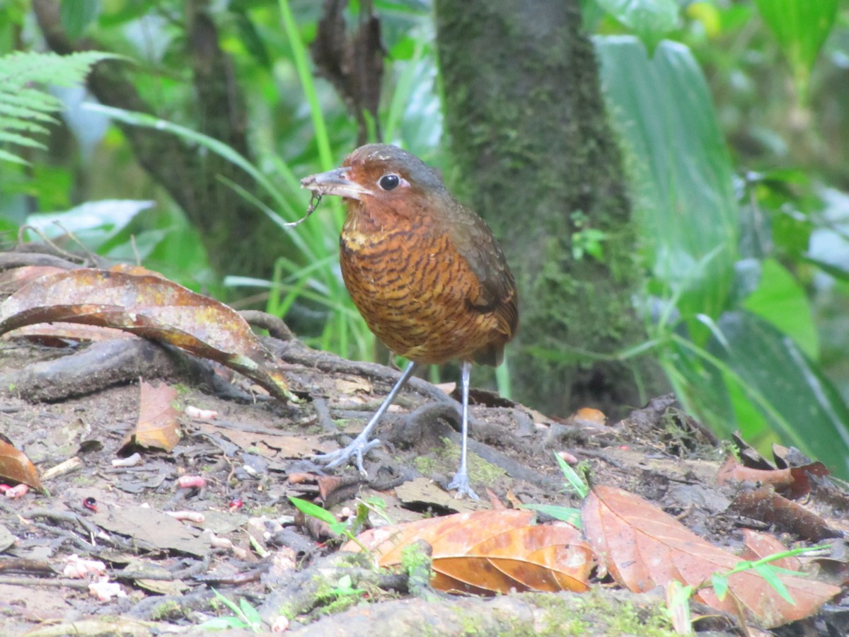 Giant Antpitta - ML619942083