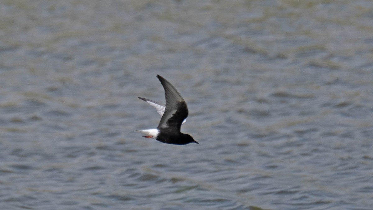 White-winged Tern - ML619942106