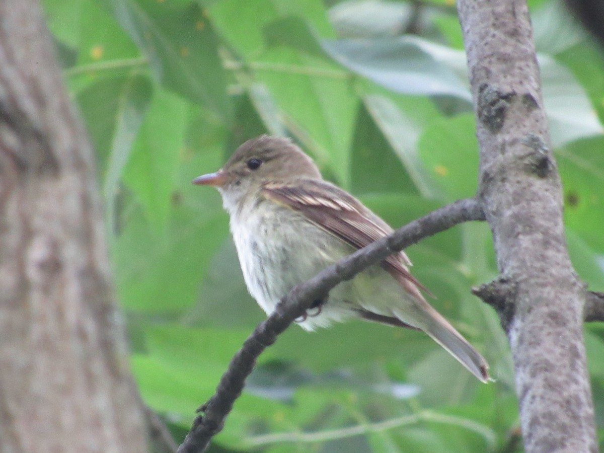 Acadian Flycatcher - ML619942107