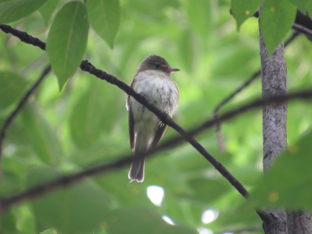 Acadian Flycatcher - ML619942109