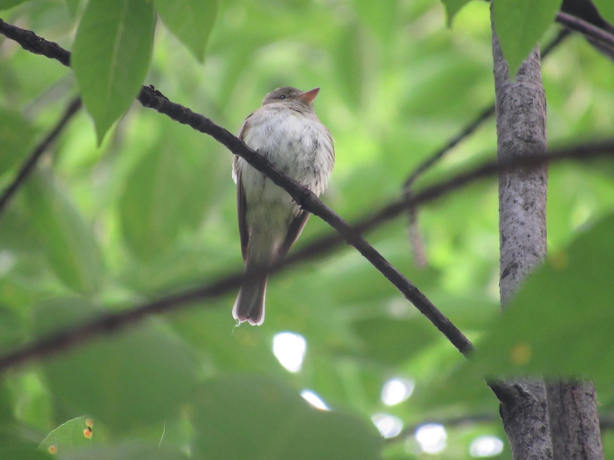 Acadian Flycatcher - ML619942110