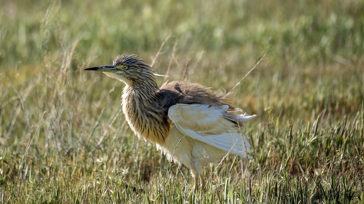 Squacco Heron - ML619942115