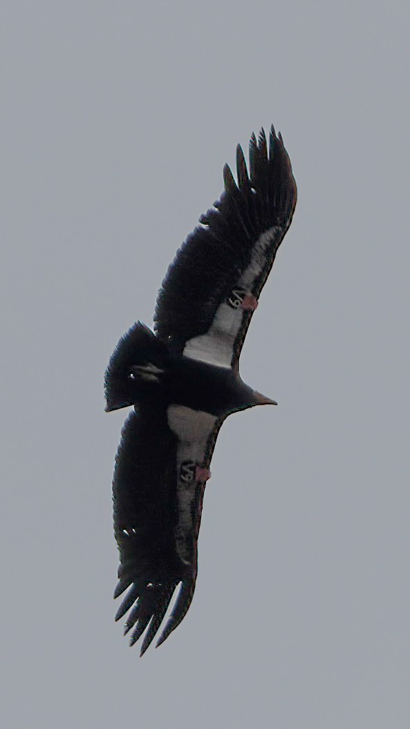 California Condor - ML619942118