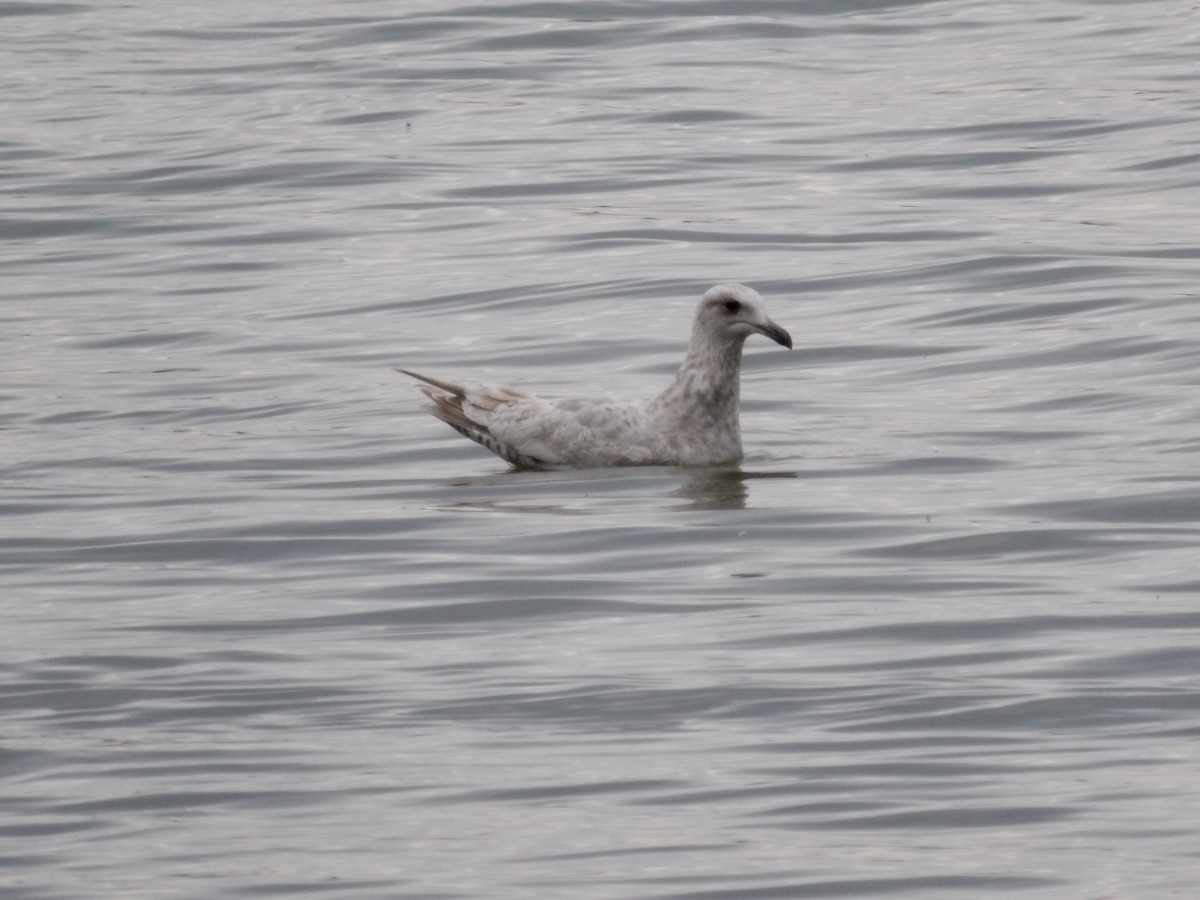 Gaviota Groenlandesa - ML619942134