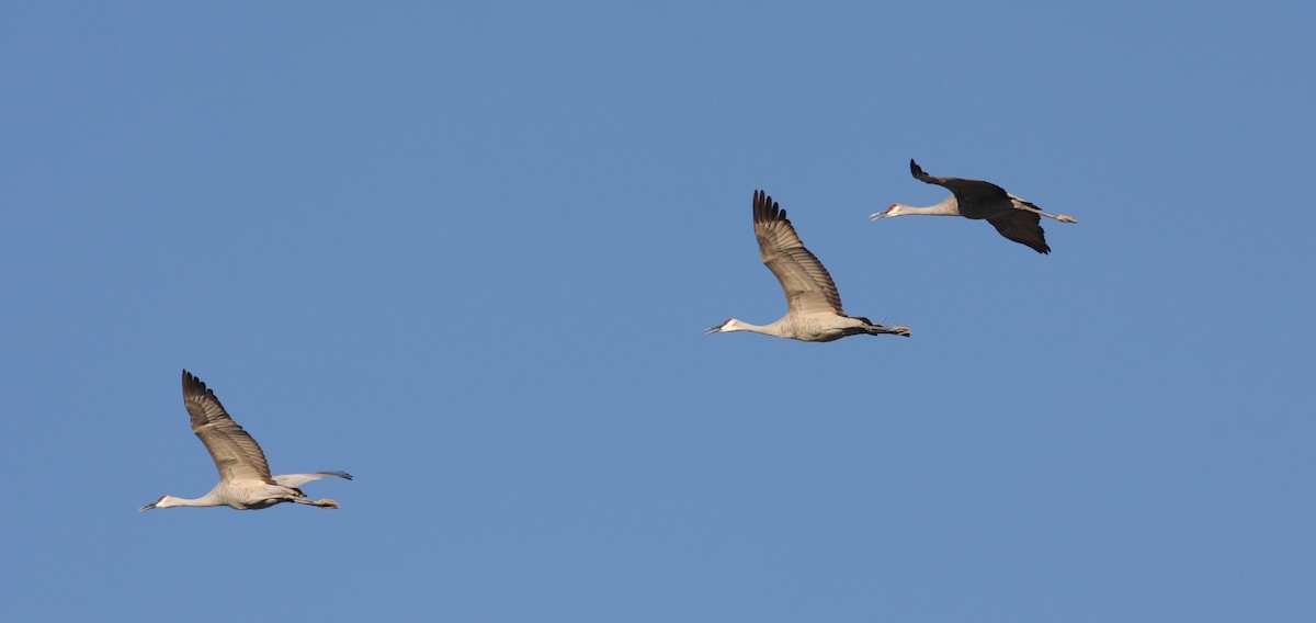 Sandhill Crane - ML619942137