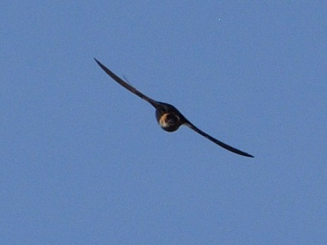 Red-rumped Swallow - ML619942144