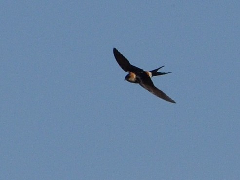 Red-rumped Swallow - ML619942145