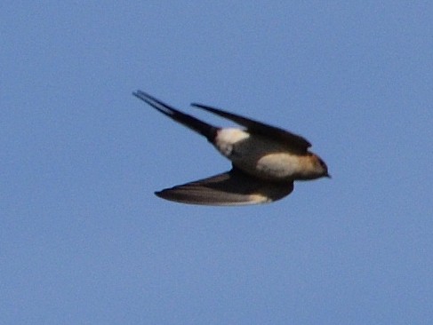 Red-rumped Swallow - ML619942146