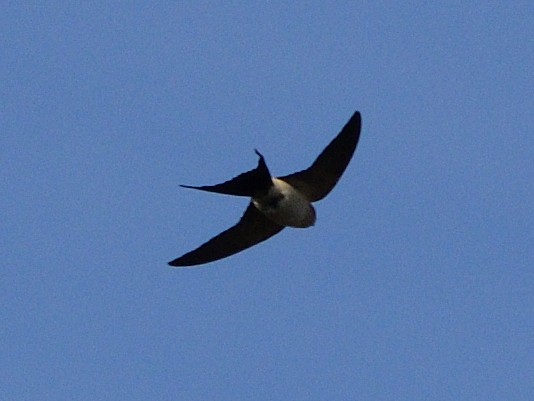 Red-rumped Swallow - ML619942147