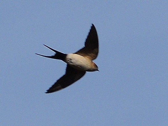 Red-rumped Swallow - ML619942148