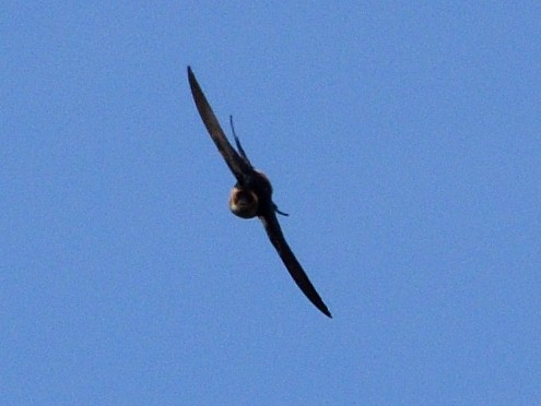 Red-rumped Swallow - ML619942149