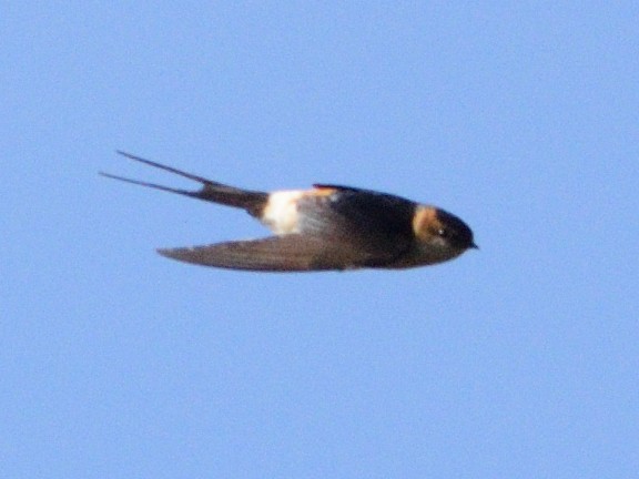 Red-rumped Swallow - ML619942150