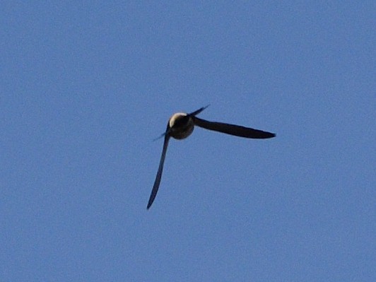 Red-rumped Swallow - ML619942151