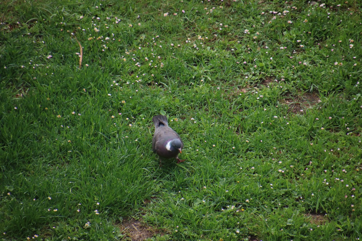 Common Wood-Pigeon - ML619942152