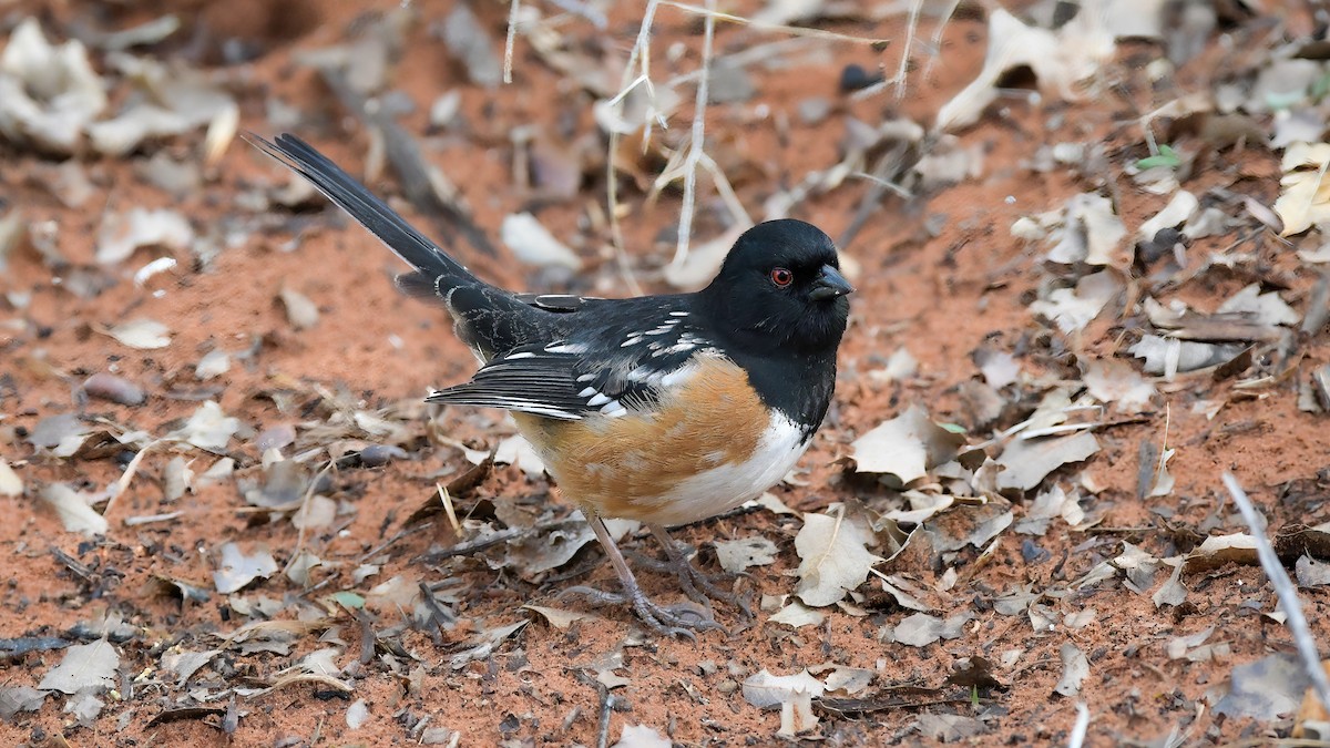 Spotted Towhee - ML619942175