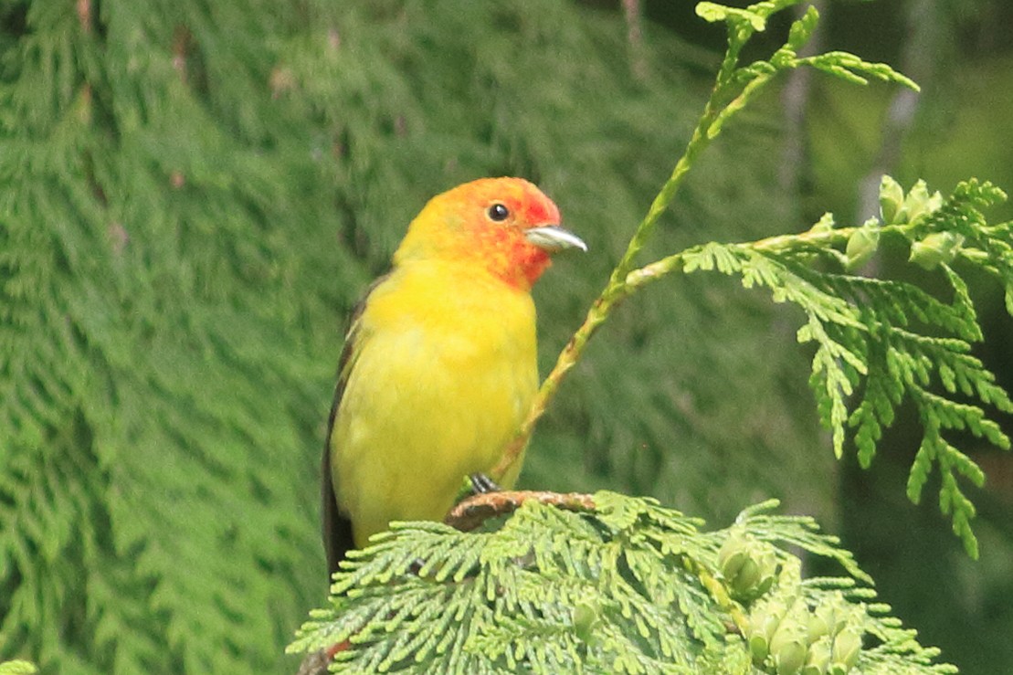 Western Tanager - ML619942177