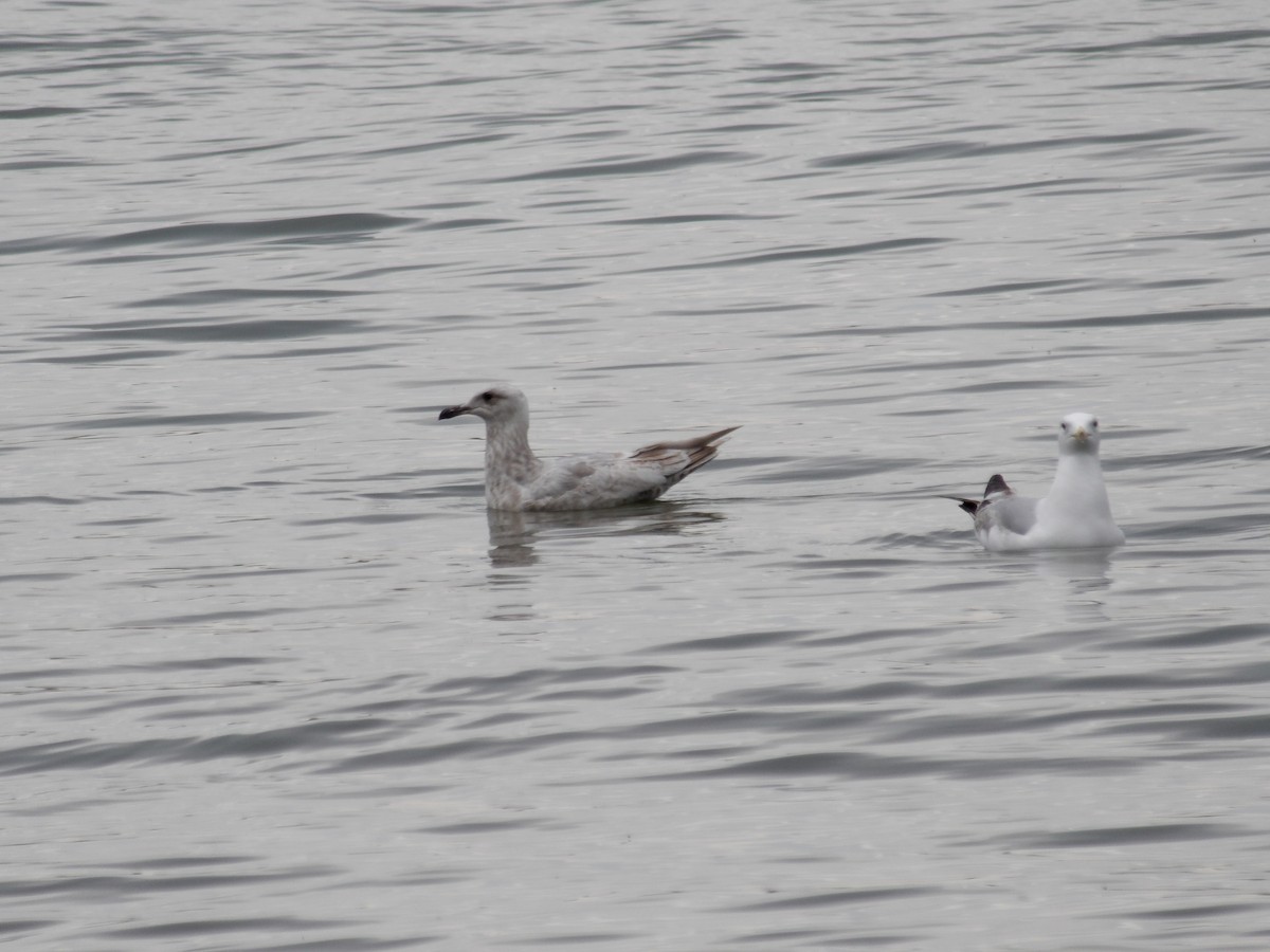 Gaviota Groenlandesa - ML619942205