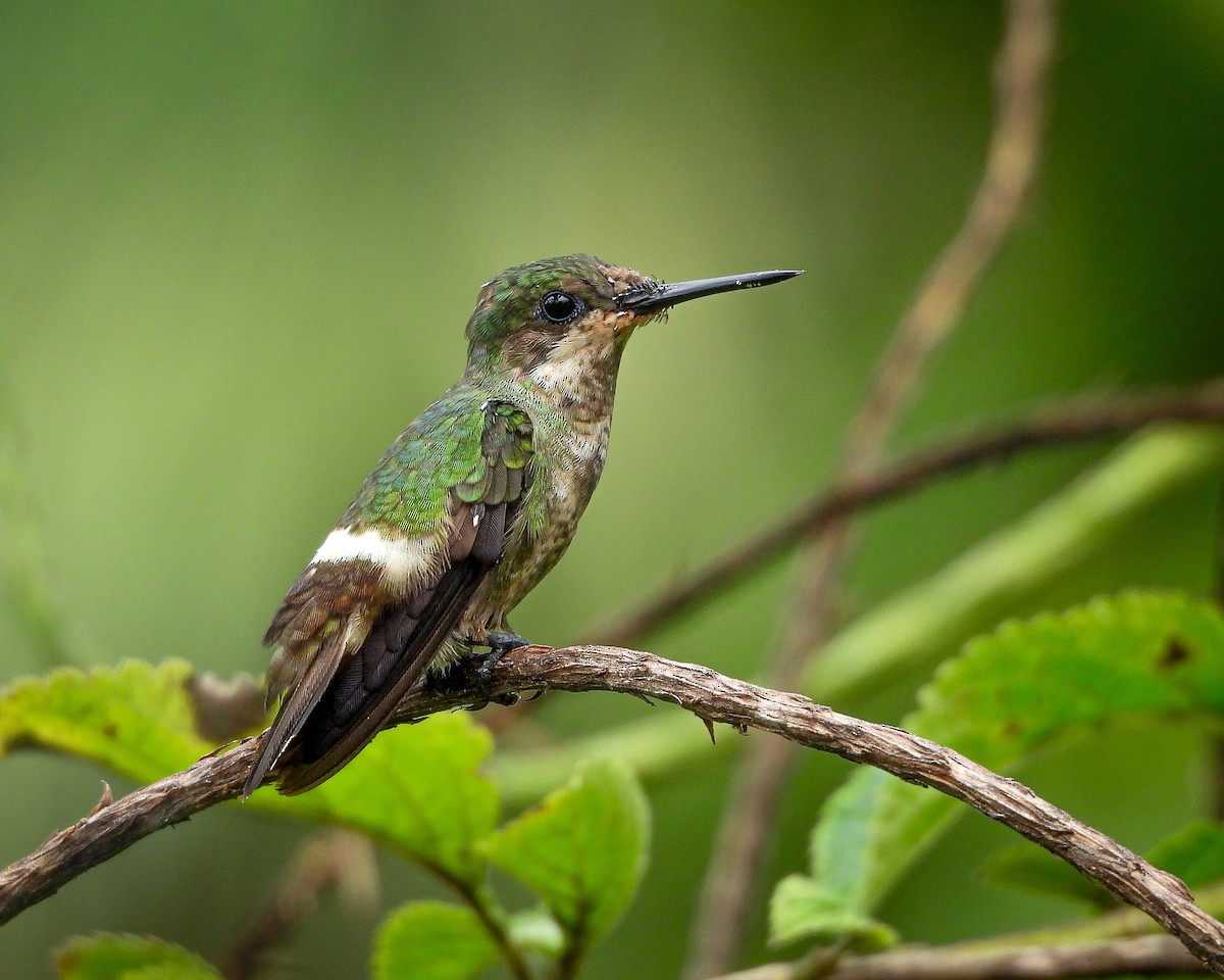 Butterfly Coquette - ML619942211