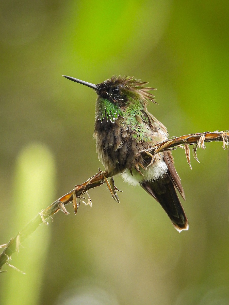 Butterfly Coquette - ML619942212