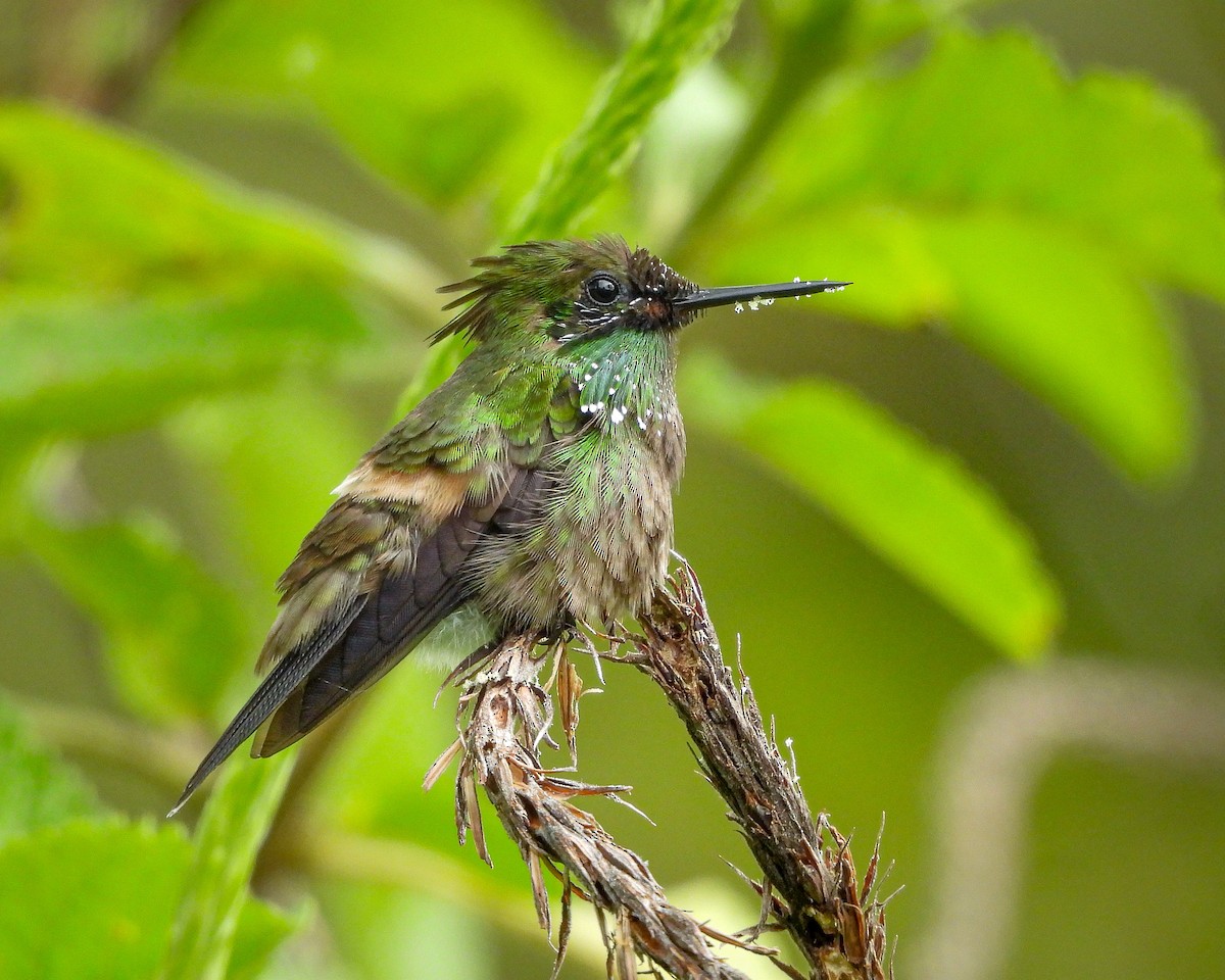 Butterfly Coquette - ML619942214