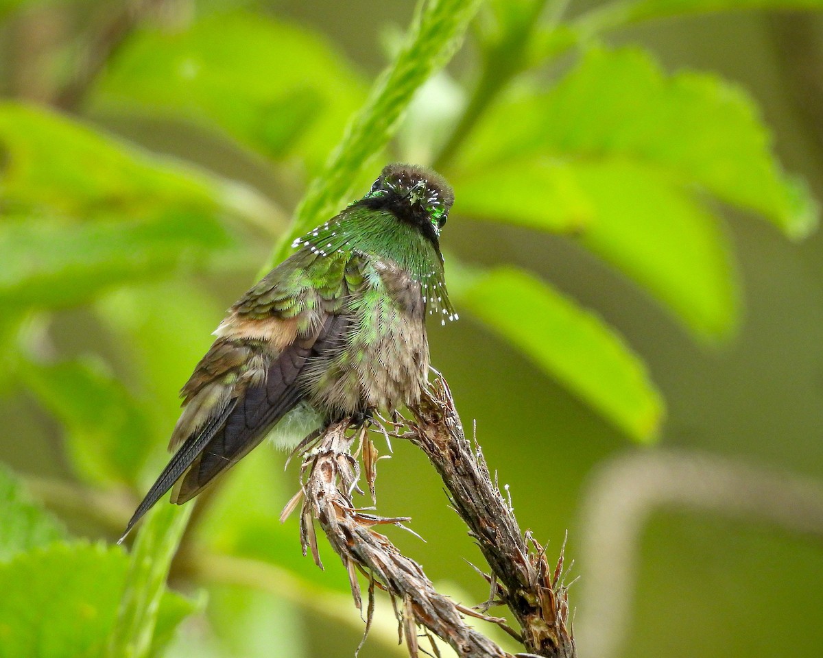 Butterfly Coquette - ML619942215