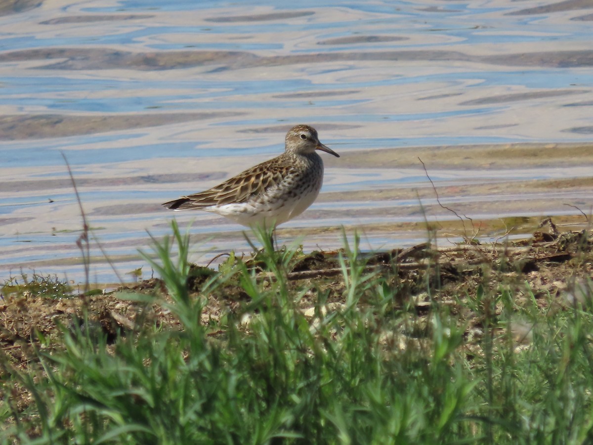 White-rumped Sandpiper - ML619942230