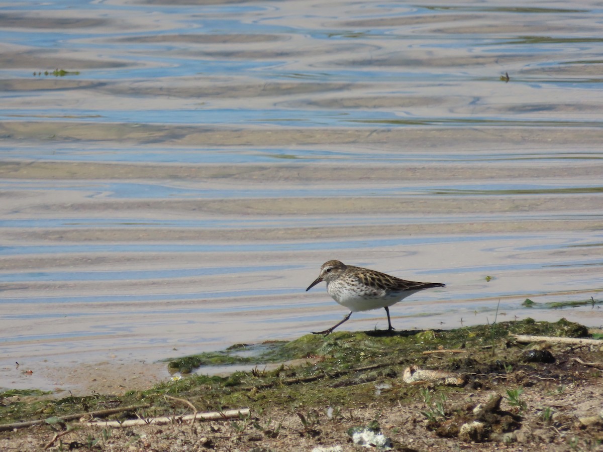White-rumped Sandpiper - ML619942231