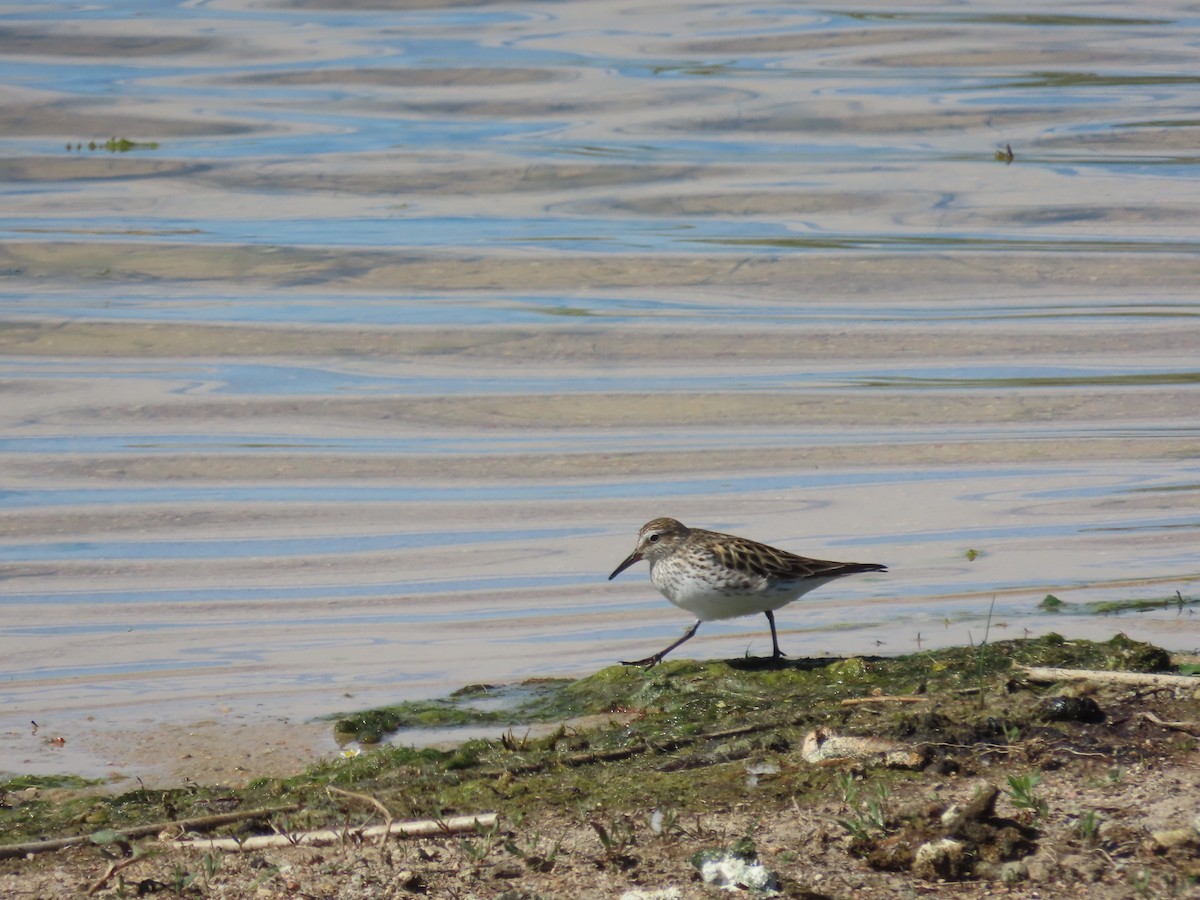 White-rumped Sandpiper - ML619942231