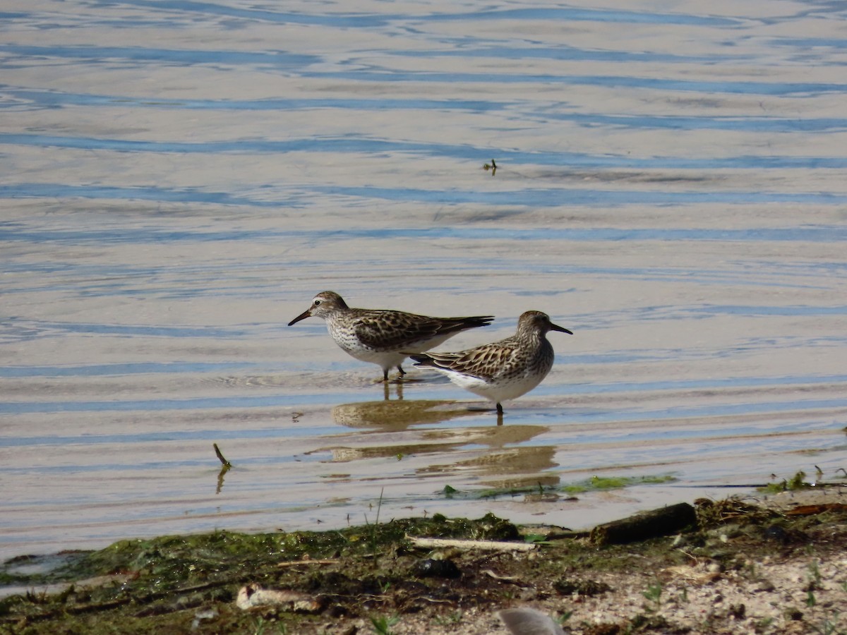 White-rumped Sandpiper - ML619942232