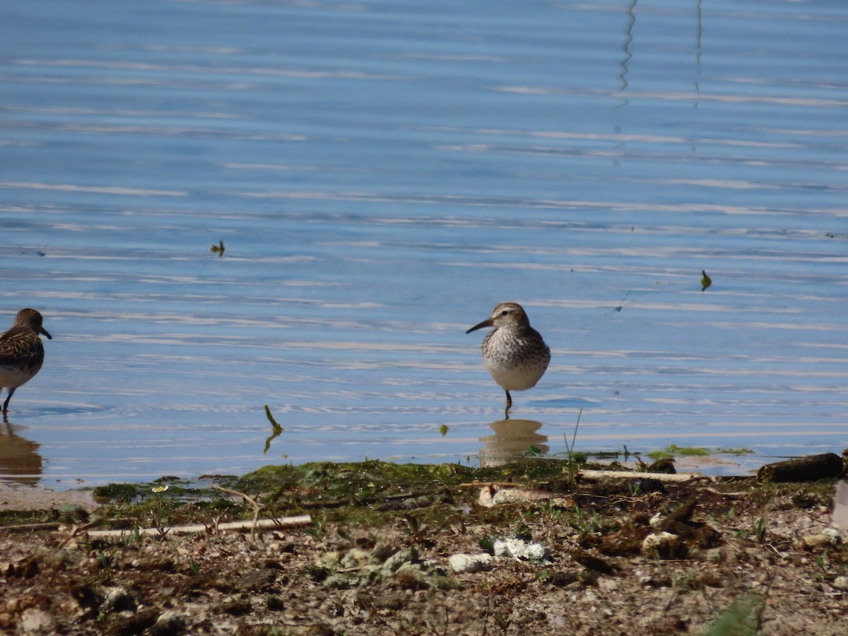 White-rumped Sandpiper - Kieran Schnitzspahn