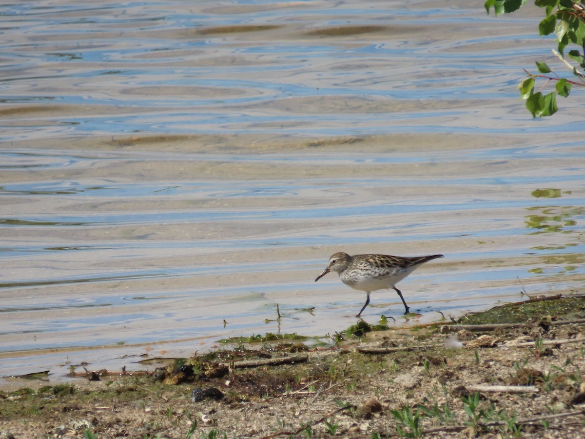 White-rumped Sandpiper - Kieran Schnitzspahn