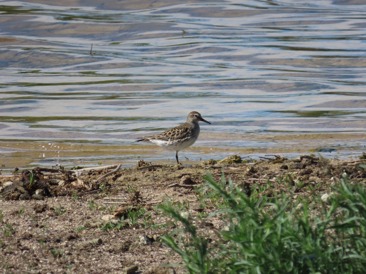 White-rumped Sandpiper - ML619942235