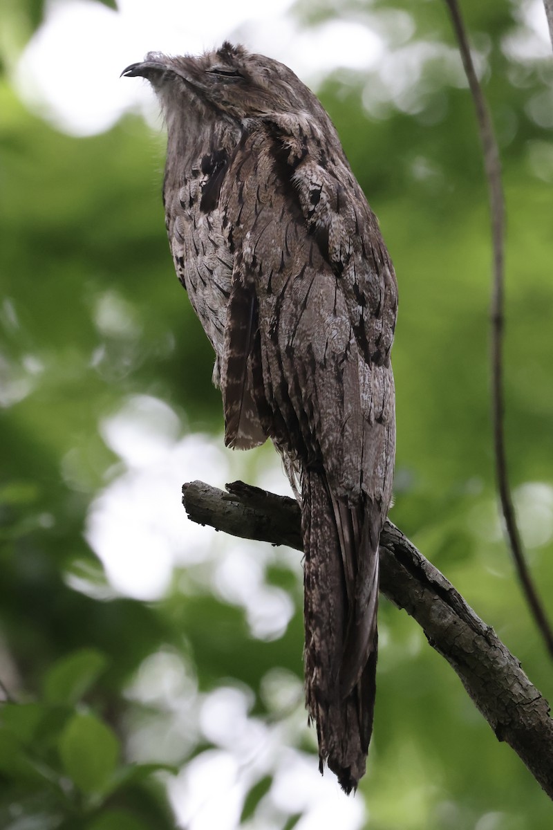 Northern Potoo - Lisa Carol Wolf