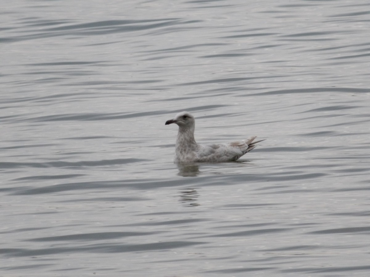 Gaviota Groenlandesa - ML619942242