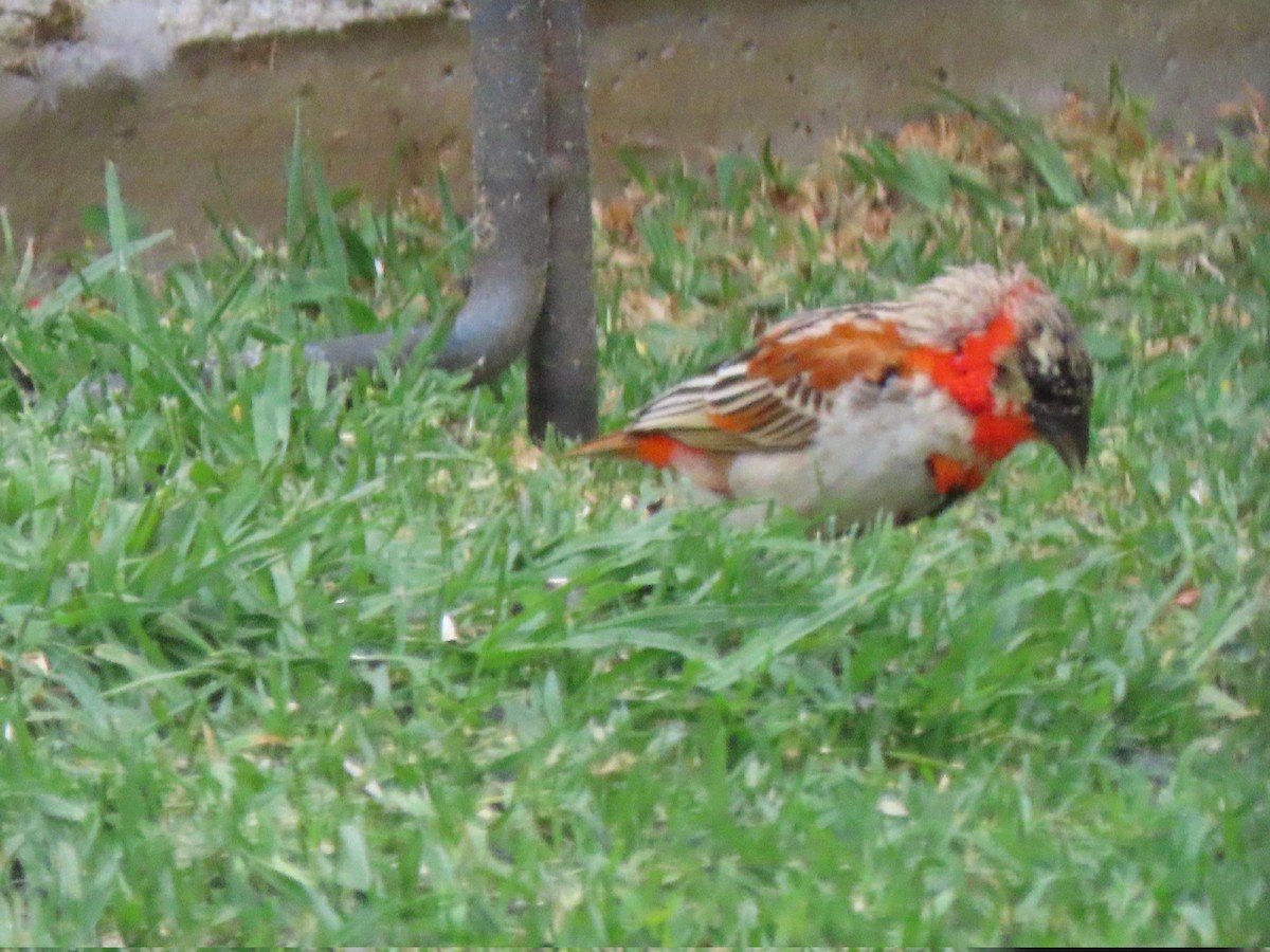 Northern Red Bishop - ML619942257