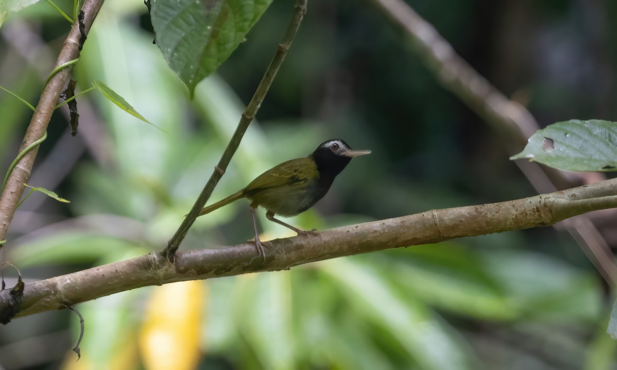 Schwarzkopf-Schneidervogel - ML619942261