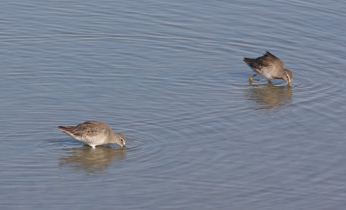 Long-billed Dowitcher - ML619942262