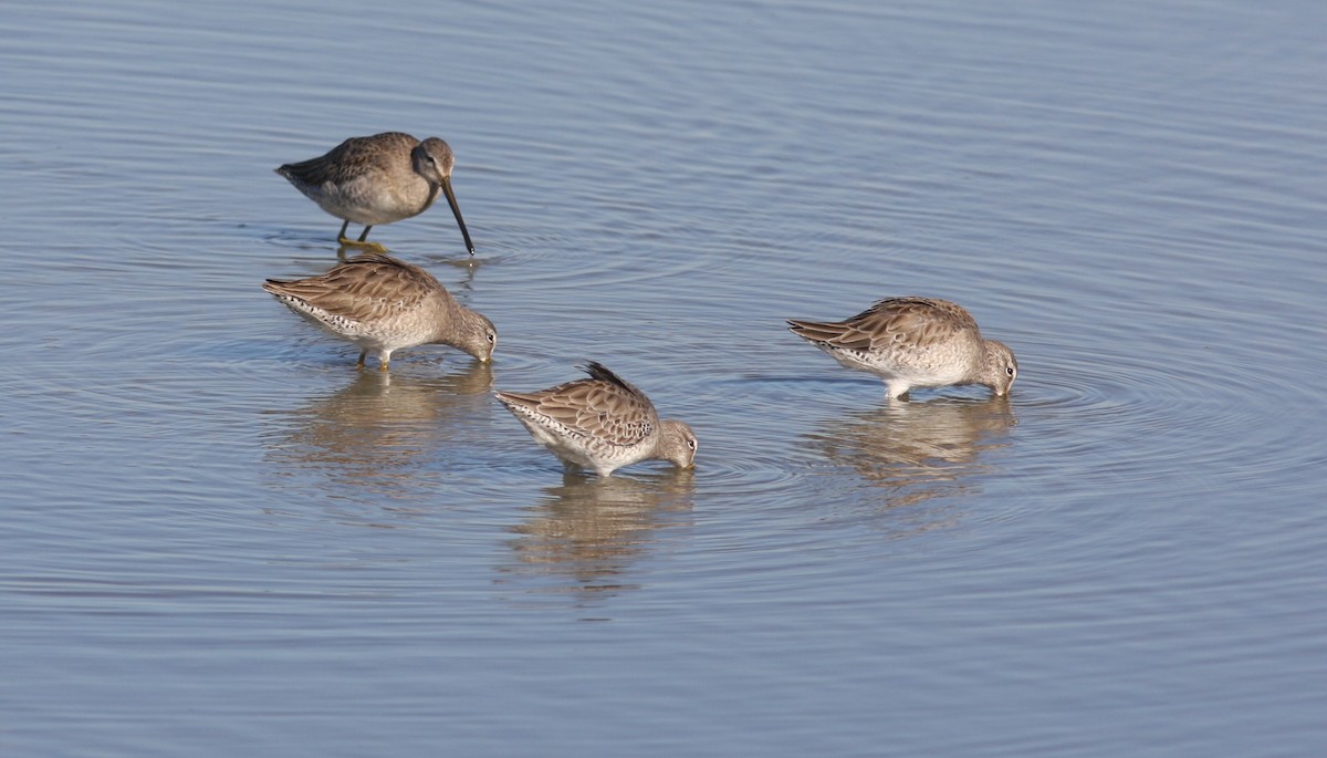 Long-billed Dowitcher - ML619942263