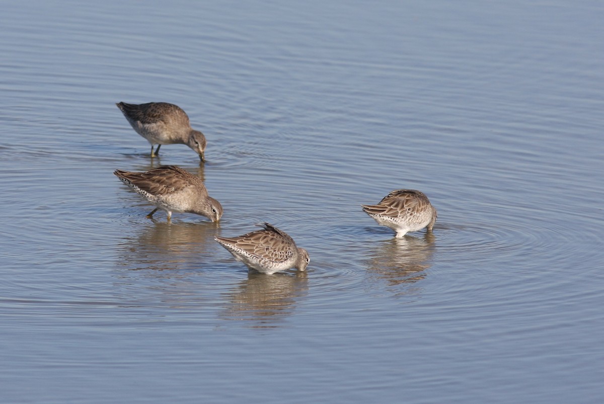 Long-billed Dowitcher - ML619942264