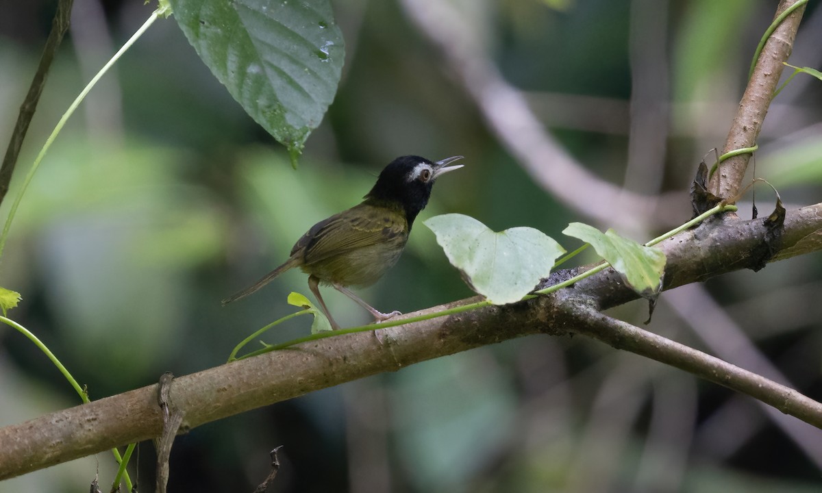 Schwarzkopf-Schneidervogel - ML619942265