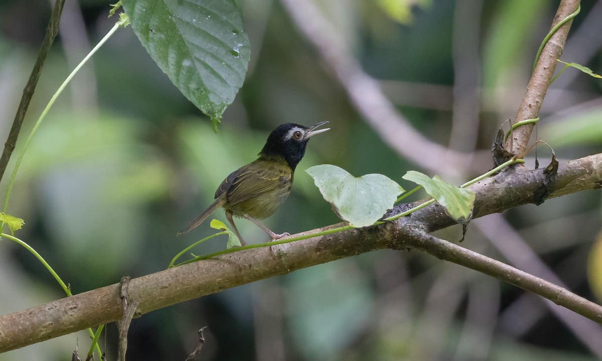 Schwarzkopf-Schneidervogel - ML619942270