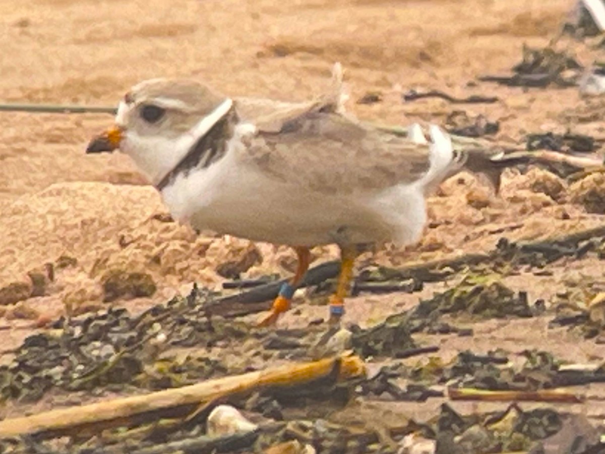 Piping Plover - ML619942276
