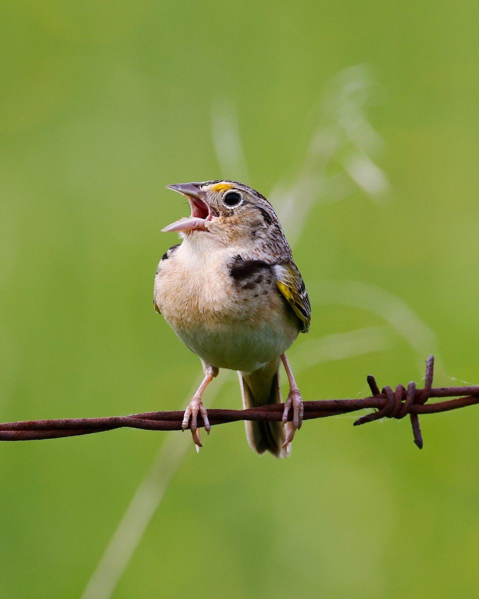 Grasshopper Sparrow - ML619942291