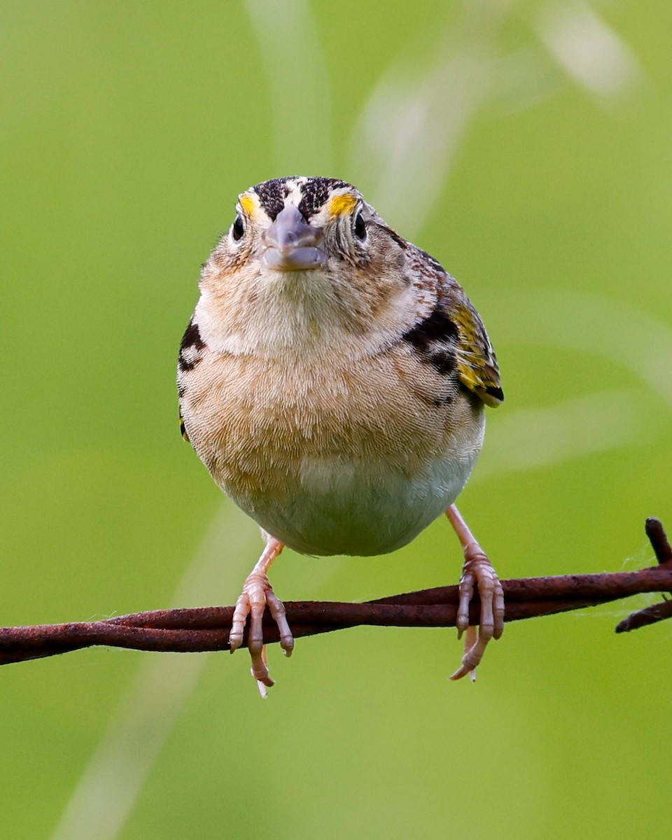 Grasshopper Sparrow - ML619942292