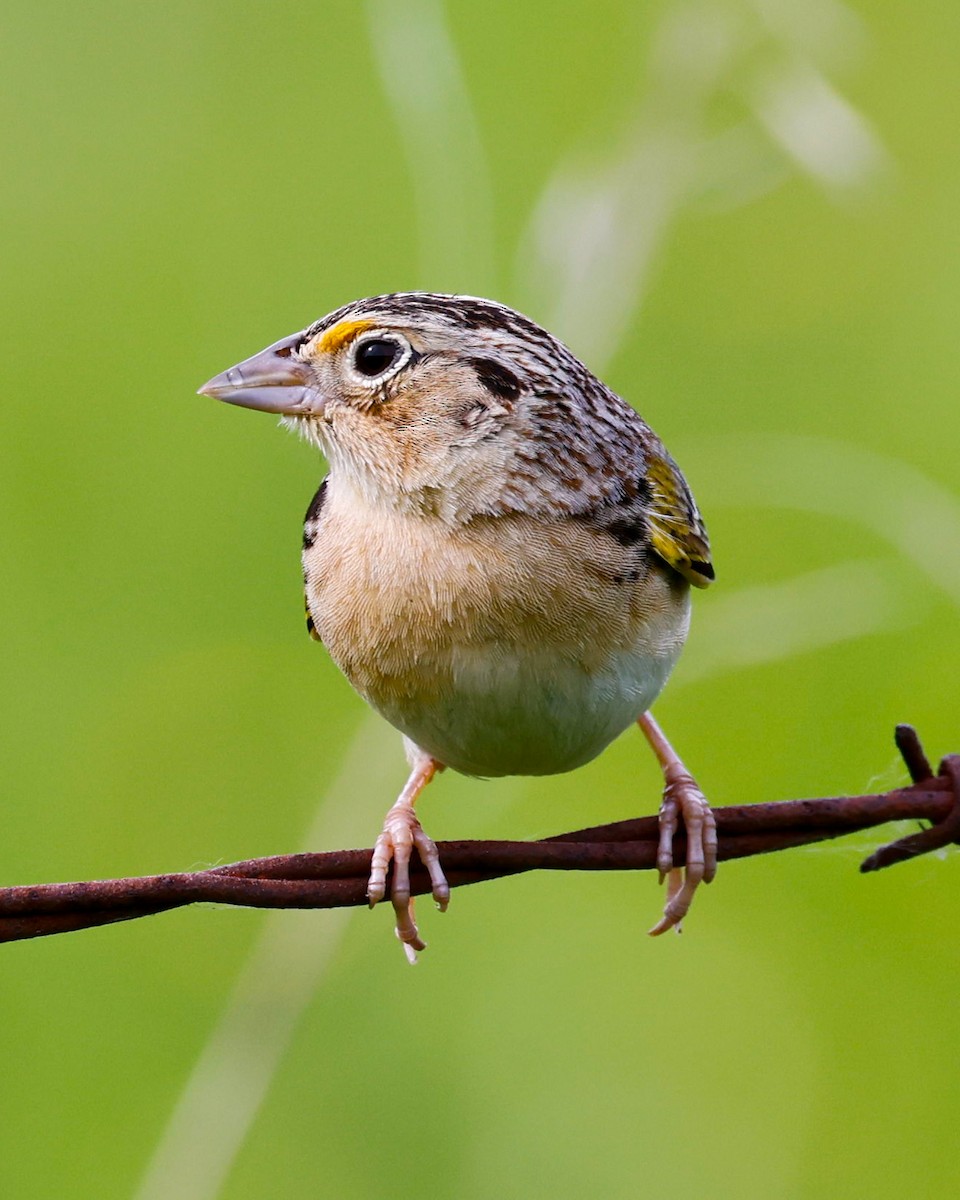 Grasshopper Sparrow - ML619942293