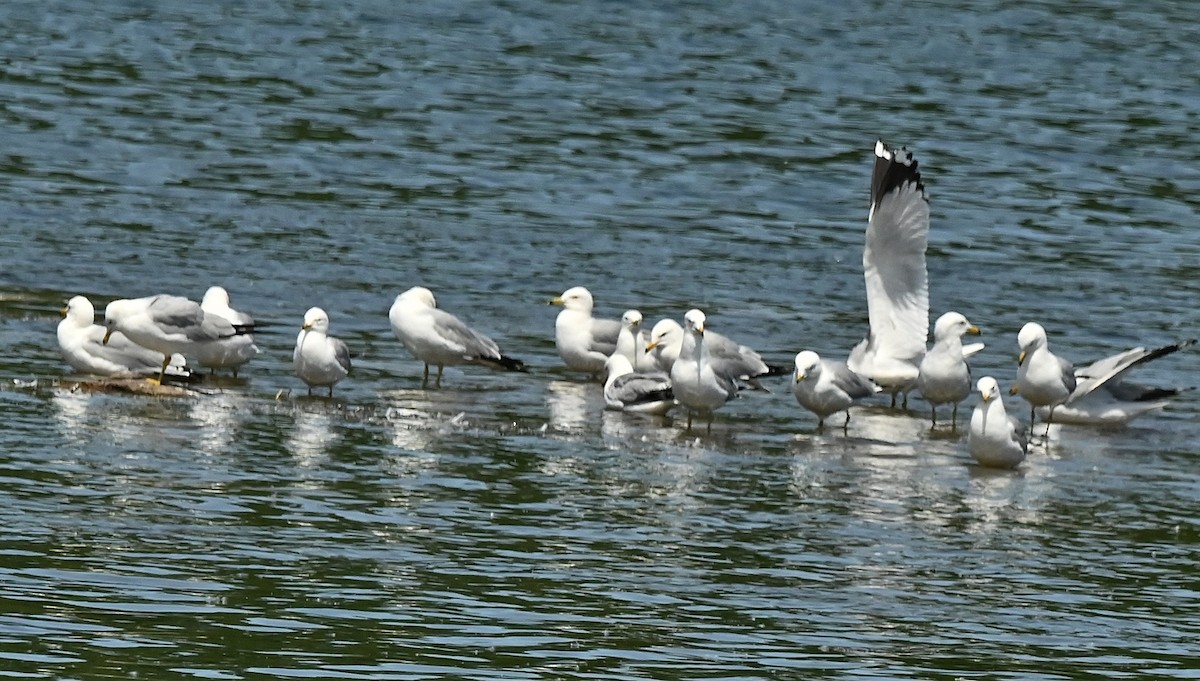 Ring-billed Gull - ML619942304