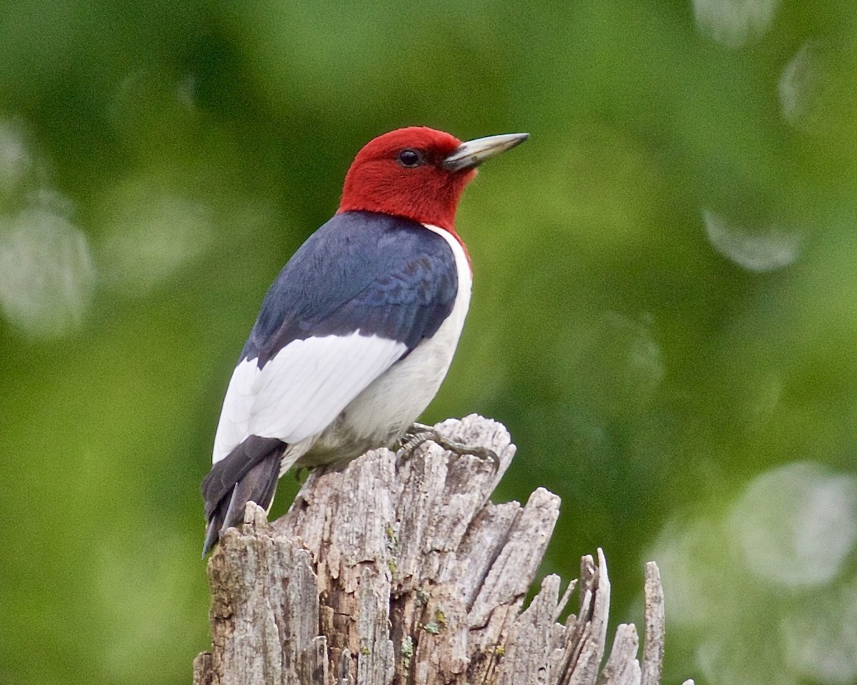 Red-headed Woodpecker - ML619942323