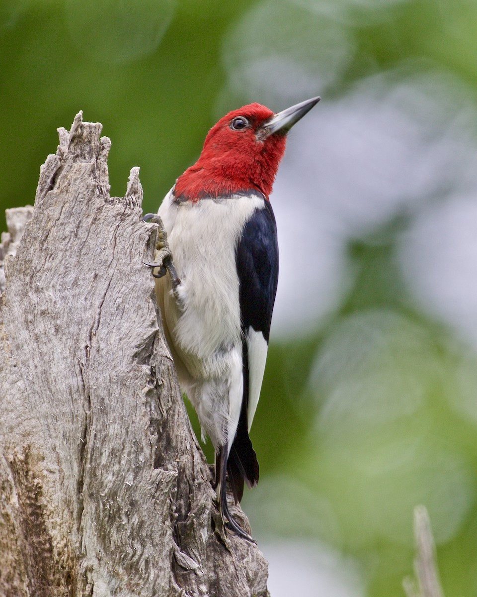 Red-headed Woodpecker - ML619942324