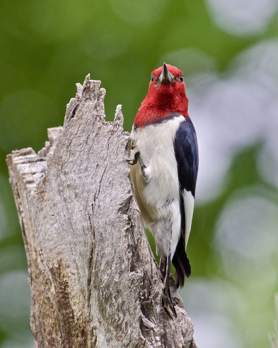 Red-headed Woodpecker - ML619942325