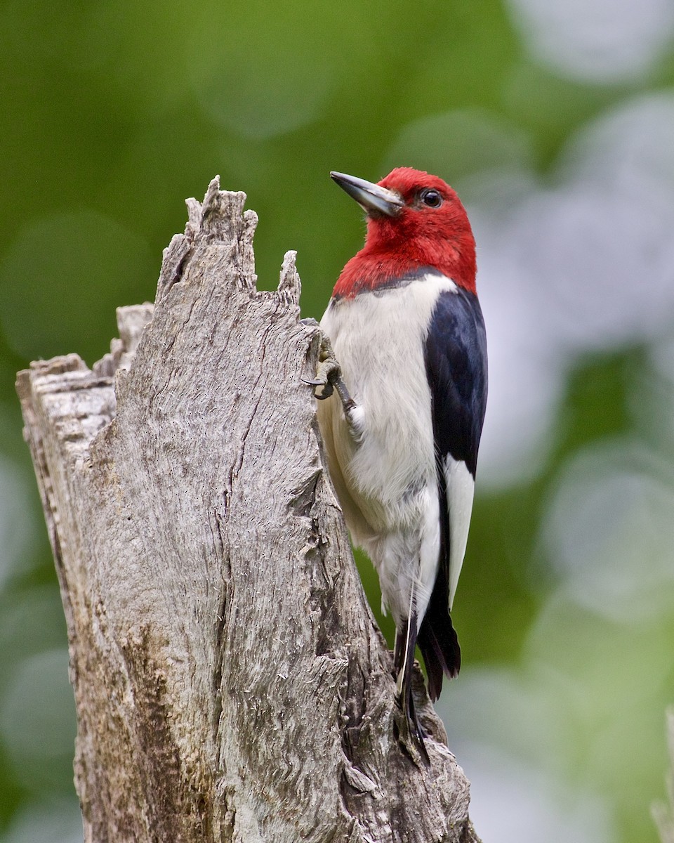 Red-headed Woodpecker - ML619942326